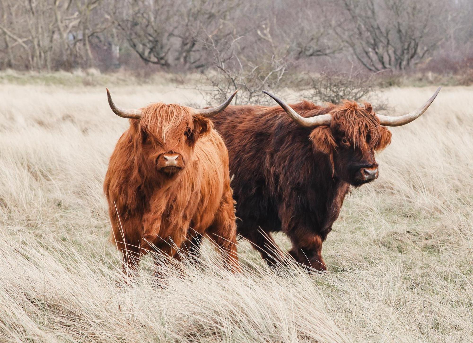Zoomers Aan Het Bos カストリクム エクステリア 写真